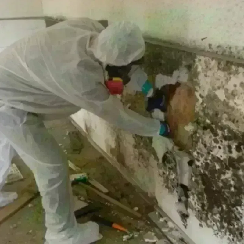 Mold Remediation and Removal in Woodville, OH